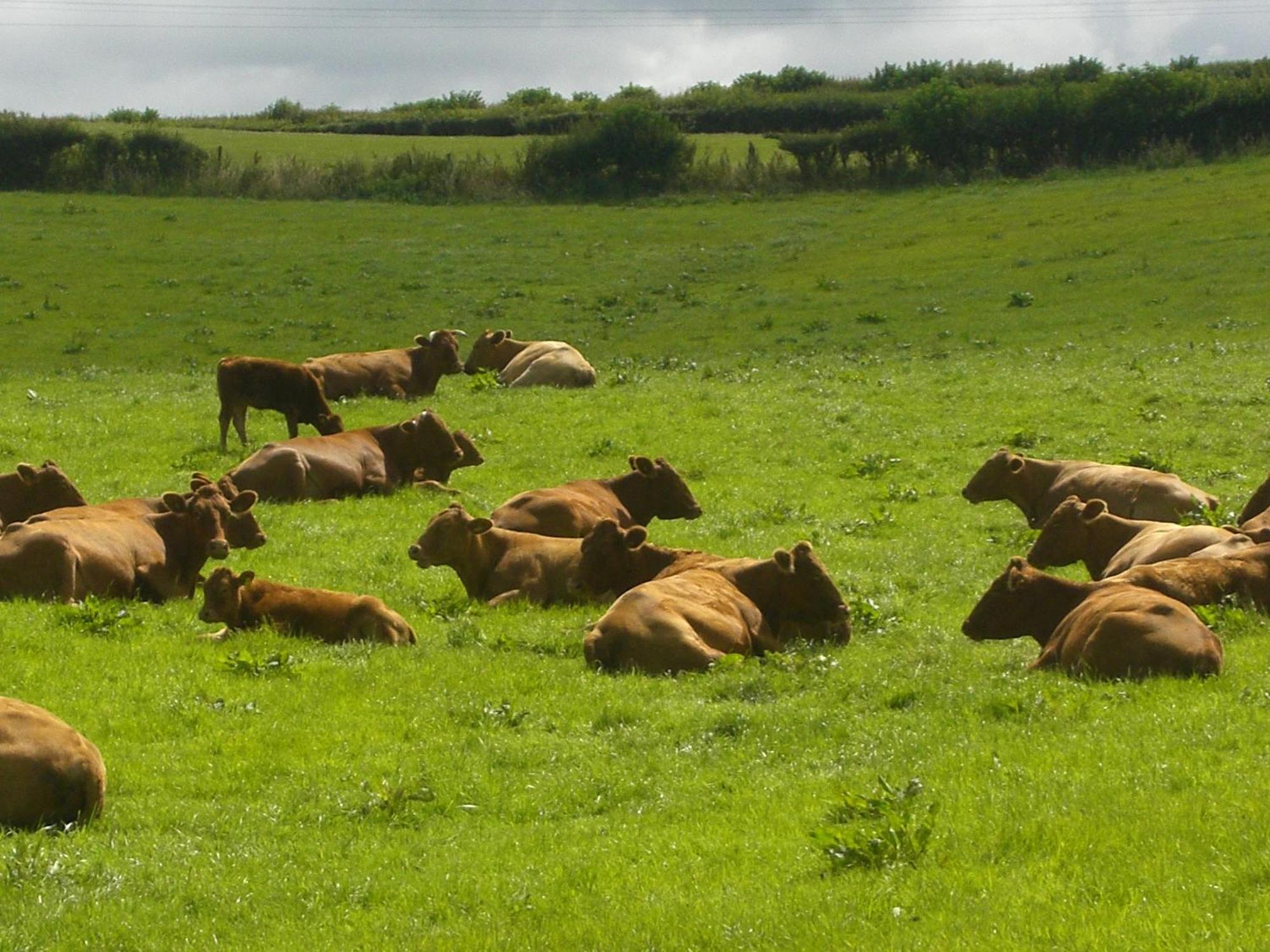 Priston Whidlecombe Farm B&B 외부 사진