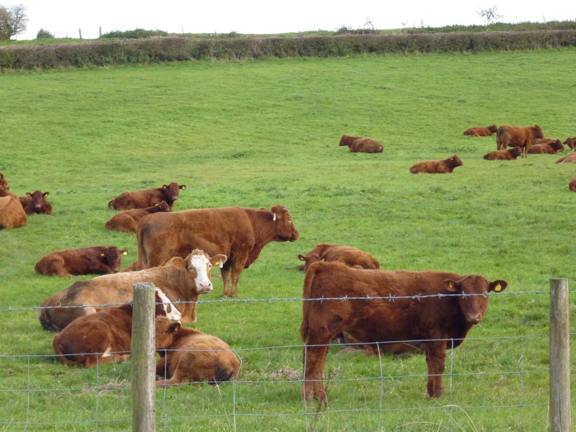Priston Whidlecombe Farm B&B 외부 사진